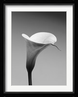 Calla No. 3 Fine Art Print