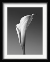 Calla No. 4 Fine Art Print