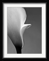 Calla No. 5 Fine Art Print