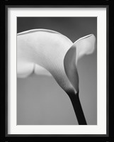 Calla No. 6 Fine Art Print
