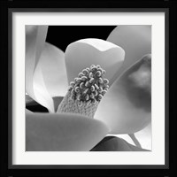 Fibonacci 1 Fine Art Print