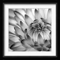 Fibonacci 2 Fine Art Print