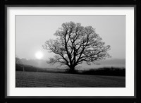 Meadow Tree Fine Art Print