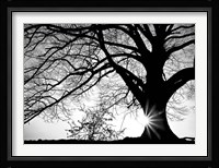 Oak Silhouette Fine Art Print