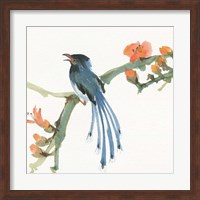 Formosan Blue Magpie Fine Art Print