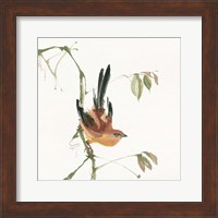 Mountain Bush Warbler Fine Art Print