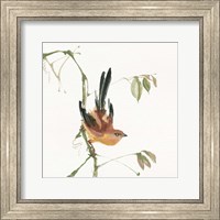 Mountain Bush Warbler Fine Art Print
