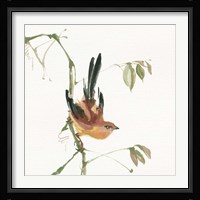 Mountain Bush Warbler Fine Art Print