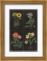 Botanical on Black Chart II Fine Art Print