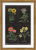 Botanical on Black Chart II Fine Art Print