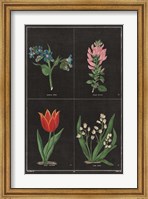 Botanical on Black Chart III Fine Art Print