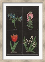 Botanical on Black Chart III Fine Art Print