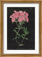 Botanical on Black Chart VI Fine Art Print