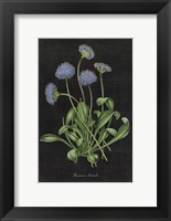 Botanical on Black Chart VII Fine Art Print