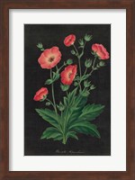 Botanical on Black Chart XII Fine Art Print