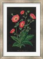 Botanical on Black Chart XII Fine Art Print