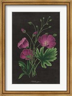 Botanical on Black Chart XIII Fine Art Print