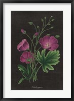 Botanical on Black Chart XIII Fine Art Print