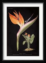 Strelitzia Reginoe on Black Fine Art Print