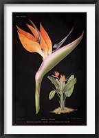 Strelitzia Reginoe on Black Fine Art Print