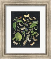 Butterfly Bouquet on Black III Fine Art Print