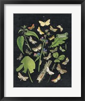 Butterfly Bouquet on Black III Framed Print