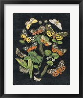 Butterfly Bouquet on Black IV Framed Print