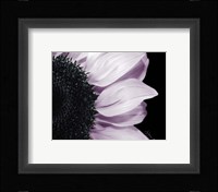 Hints of Lavender Framed Print