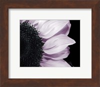 Hints of Lavender Fine Art Print