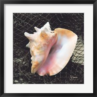 Conch with Net Fine Art Print