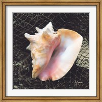 Conch with Net Fine Art Print