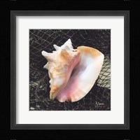 Conch with Net Framed Print
