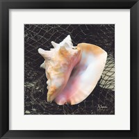 Conch with Net Framed Print