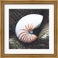 Nautilus with Net Fine Art Print