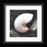 Nautilus with Net Framed Print