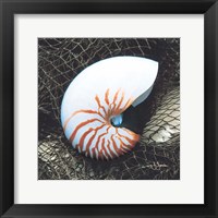 Nautilus with Net Framed Print