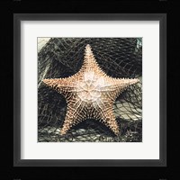 Starfish with Net Framed Print