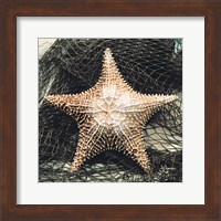 Starfish with Net Fine Art Print