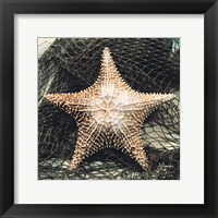 Starfish with Net Framed Print
