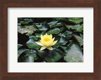 Water Lilly Fine Art Print