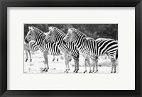 Trio of Zebras Fine Art Print