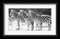 Trio of Zebras Framed Print
