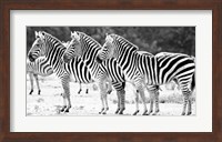 Trio of Zebras Fine Art Print
