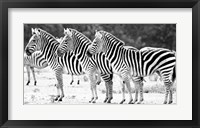 Trio of Zebras Framed Print