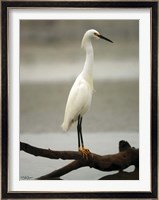 Egret Fine Art Print