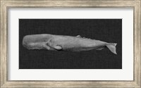 Inverted Whale I Fine Art Print