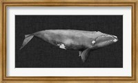 Inverted Whale II Fine Art Print