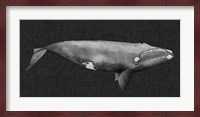 Inverted Whale II Fine Art Print