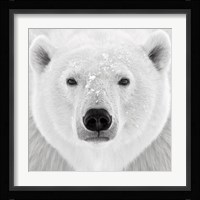 Polar Bear Fine Art Print