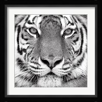 Tiger Fine Art Print